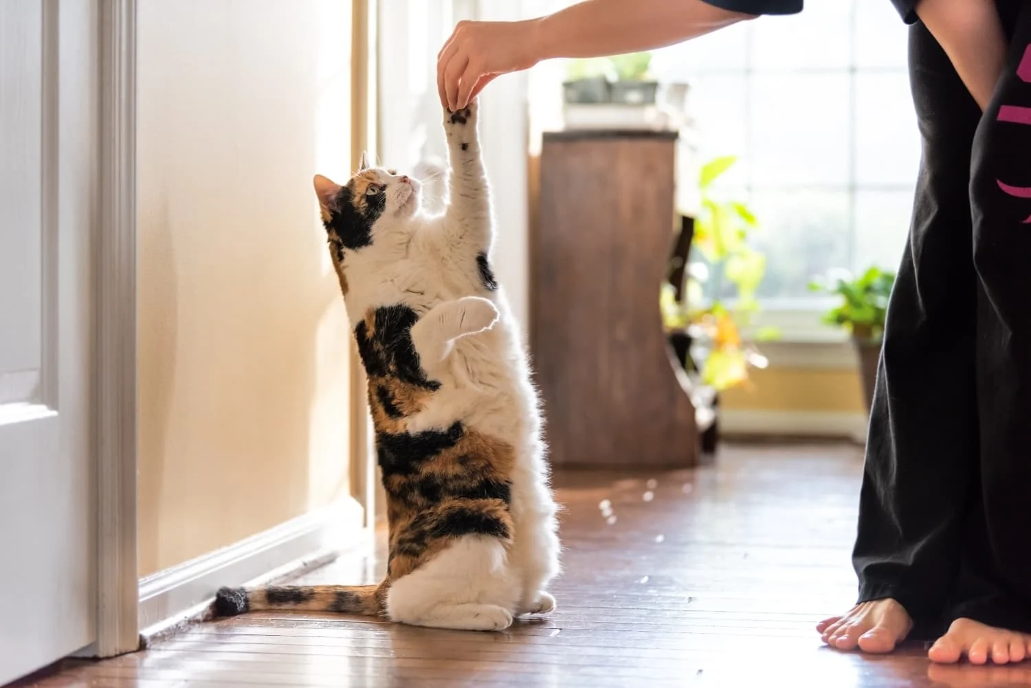 How to Teach Your Cat to Play Gently · The Wildest