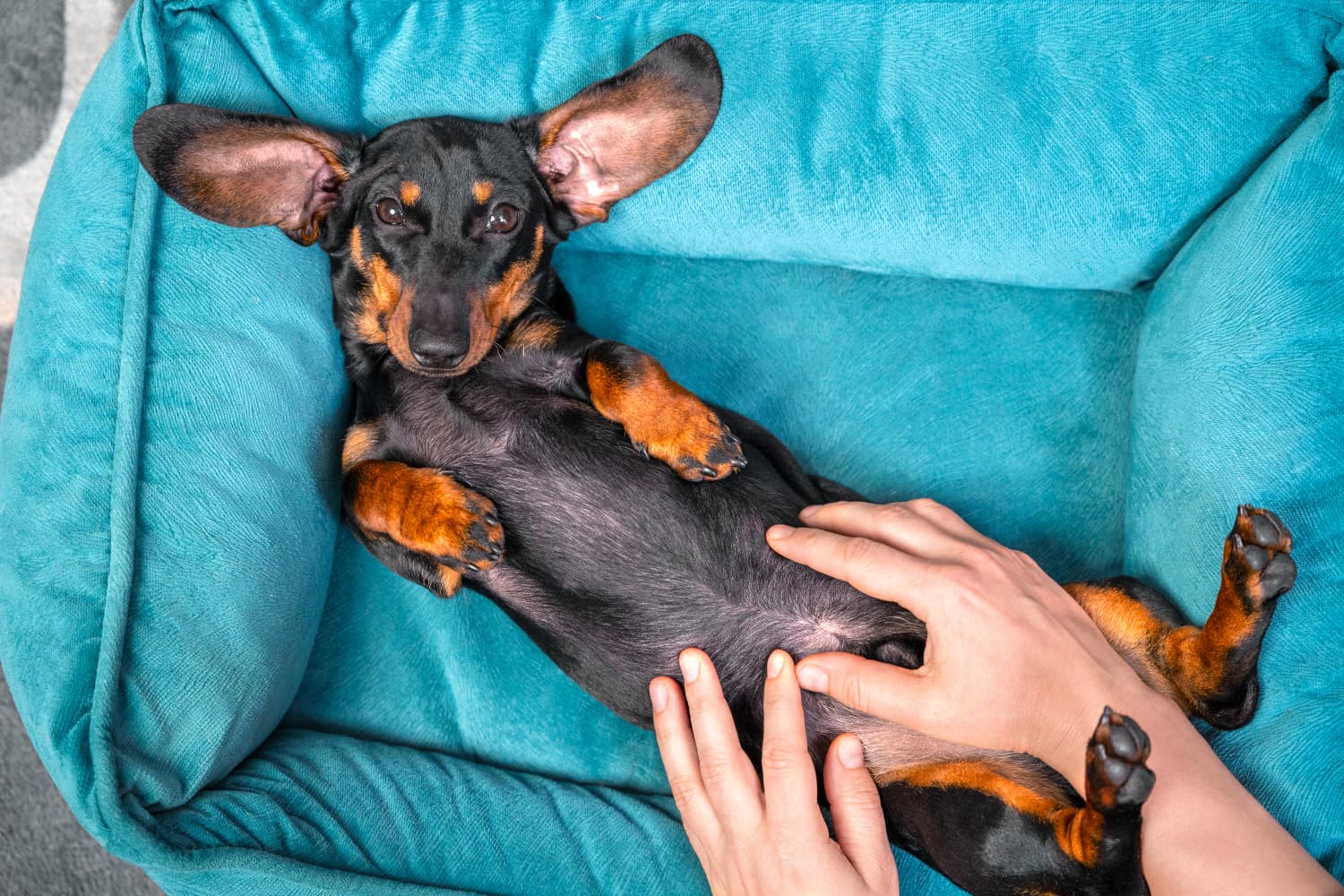 dachshund-dog-belly-up-on-bed