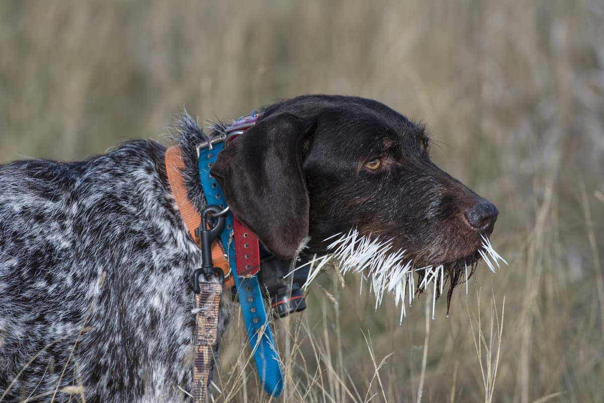 Pit Bull Dies After 2 A.M. Tussle With Porcupine Leaves Quills Inside Body