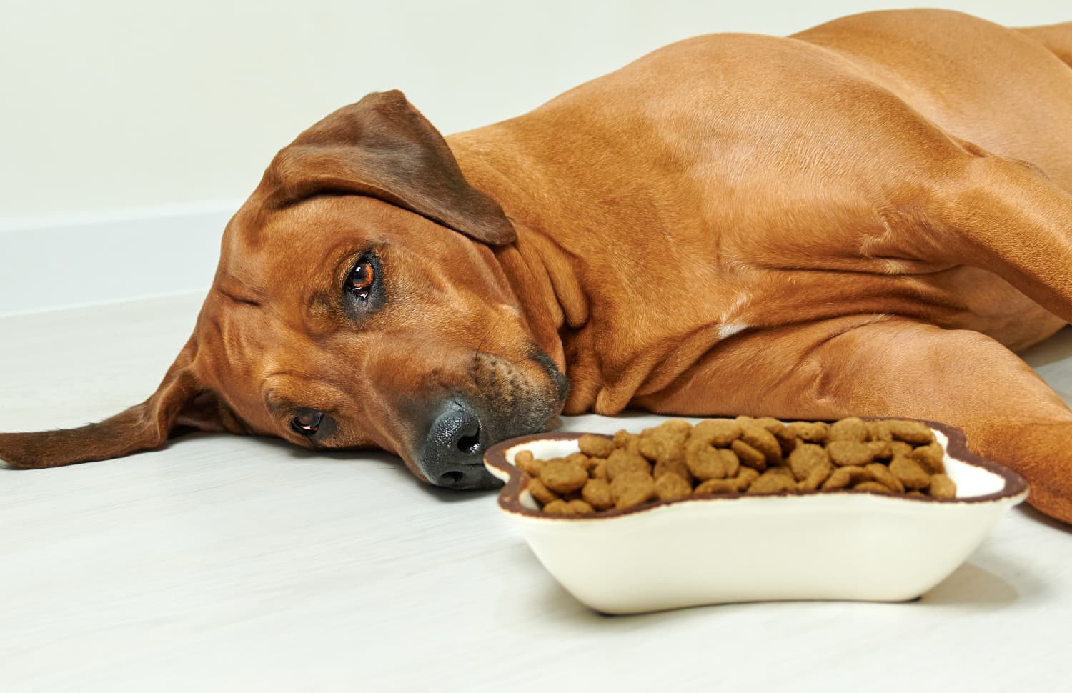 5 Ways to Manage Common Digestive Issues in Dogs