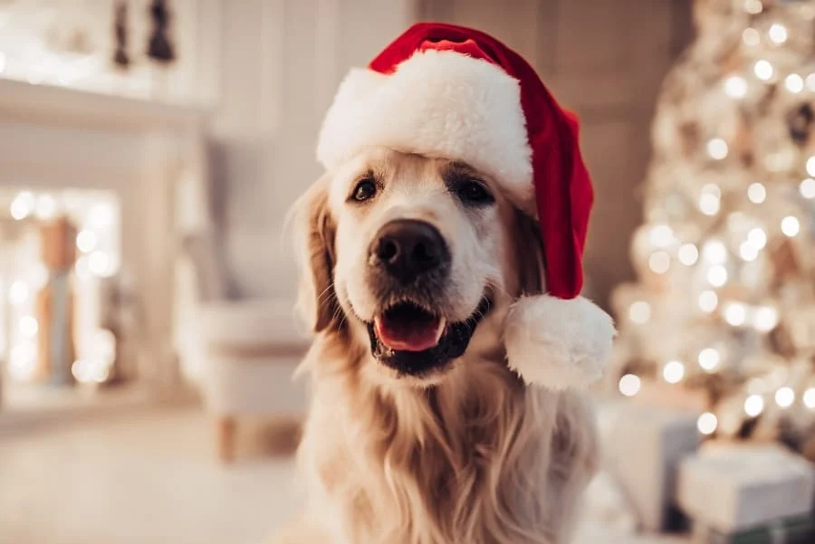 dogs in christmas outfits