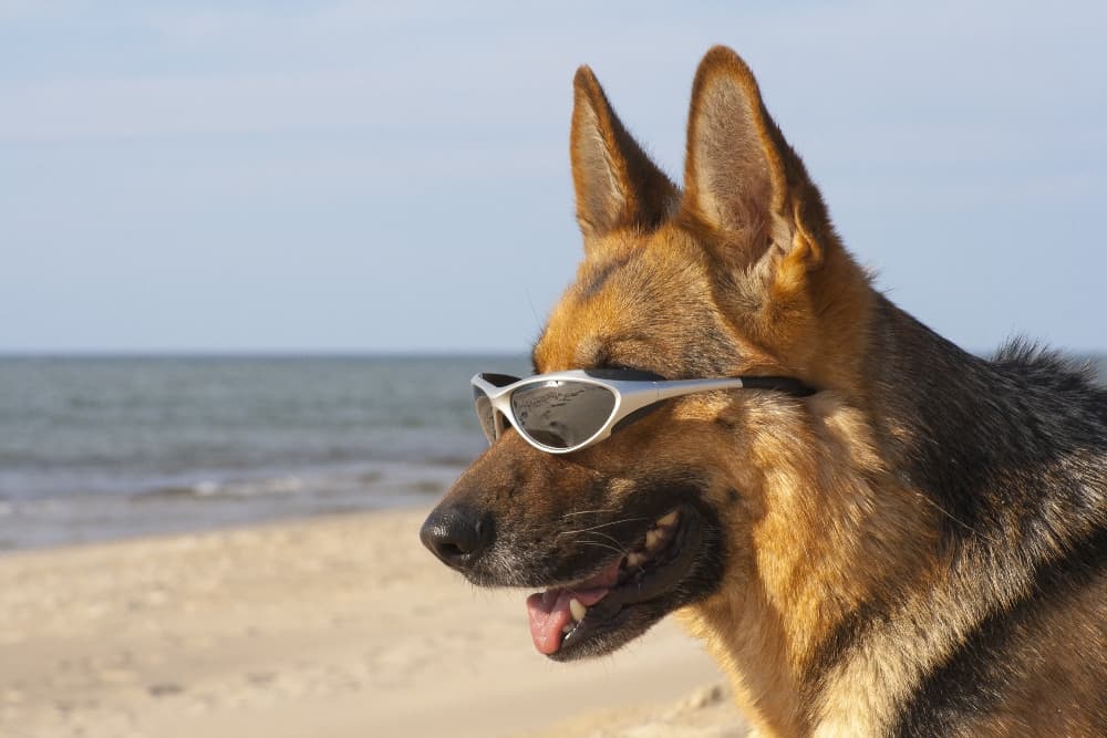 how to protect my dog from sunburn