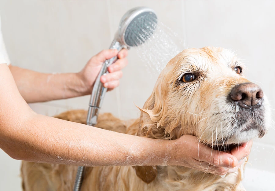 Benefits Of Dog Grooming  Why Your Pooch Needs Some Glow Up?