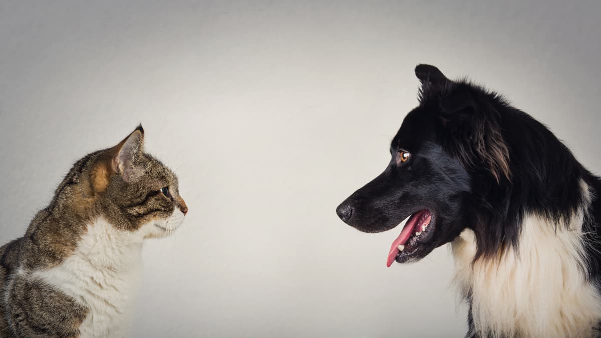 can a dog with high prey drive live with a cat