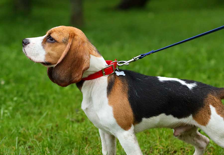 How to Stop a Dog from Pulling on Leash