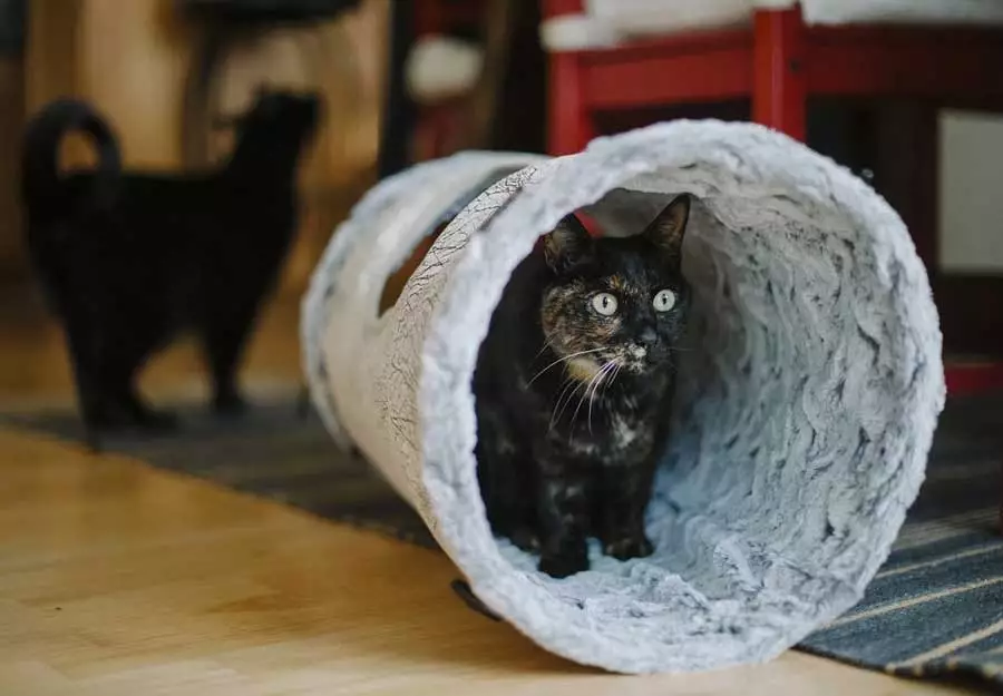 How to Make an Incredibly Simple DIY Cat Puzzle Toy - Staying Close To Home