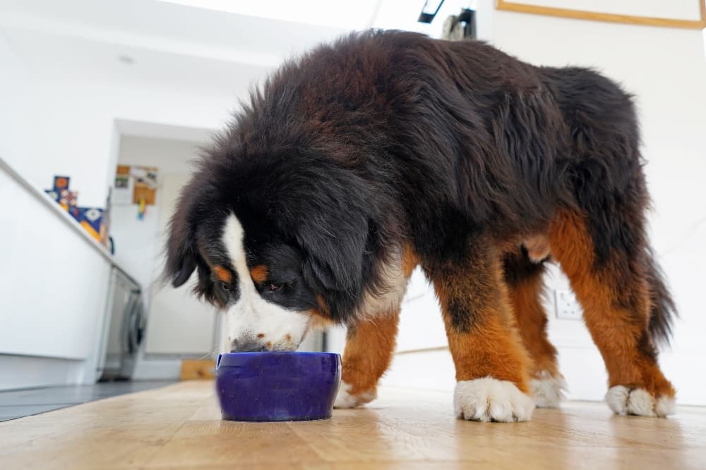 whats the best dog food for big dogs