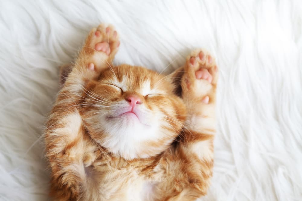 Orange-kitten-napping-on-back