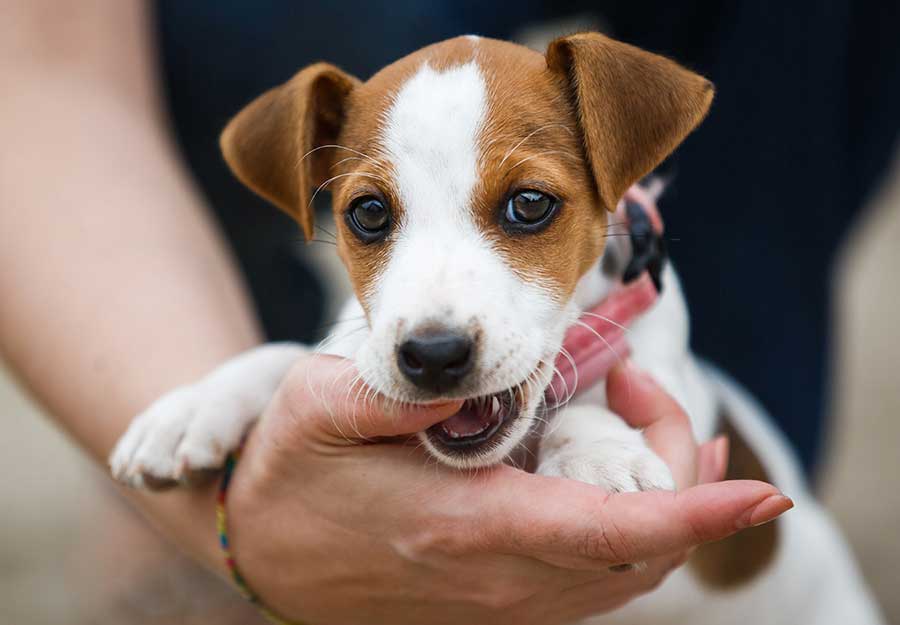 what are the symptoms of a puppy teething