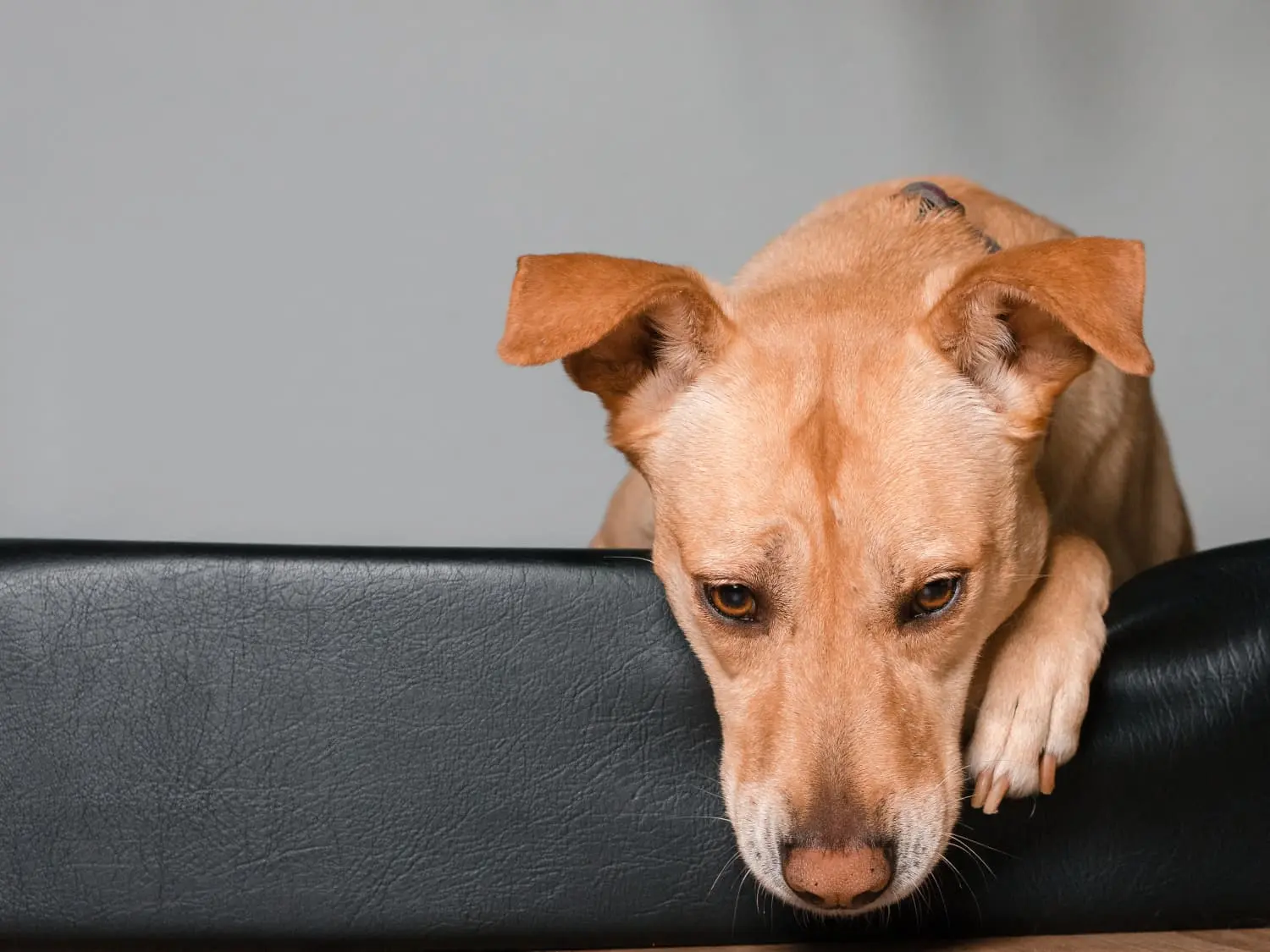 what antibiotics treat diarrhea in dogs