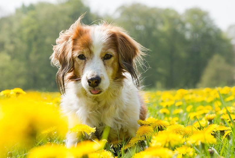 environmental allergies in dogs treatment
