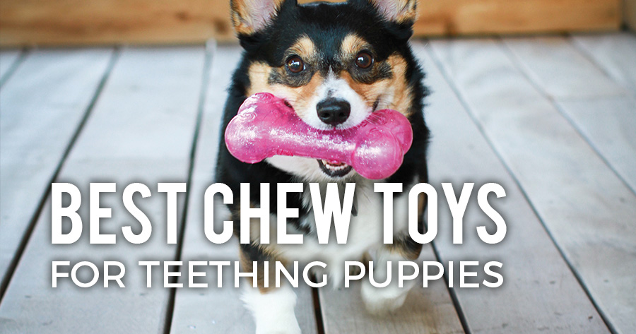 best chew bones for puppies