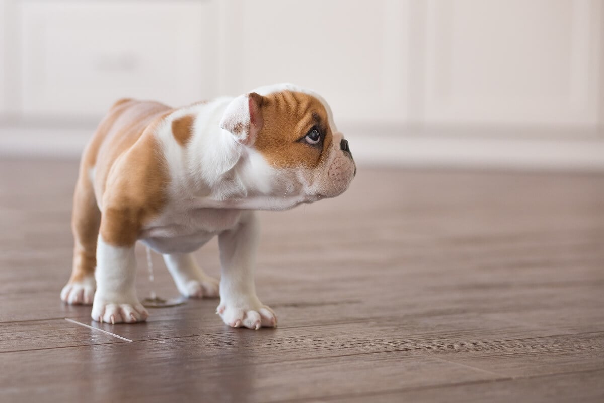 how much water do i give my puppy when potty training