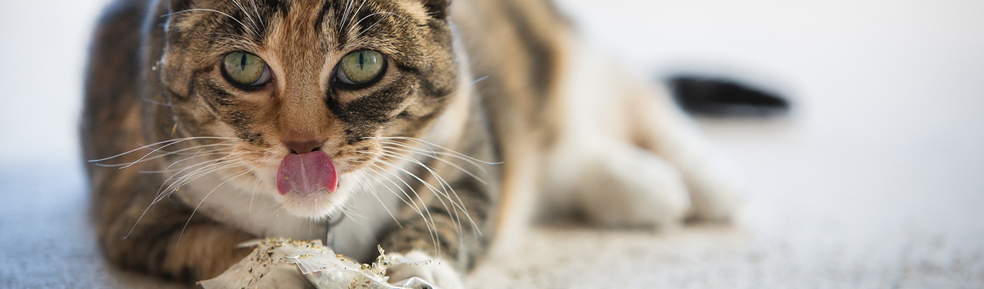 can a pregnant cat have catnip