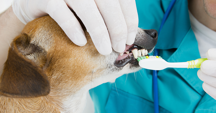 Caring for Your Dog's Teeth: A Complete Pet Dental Care Guide