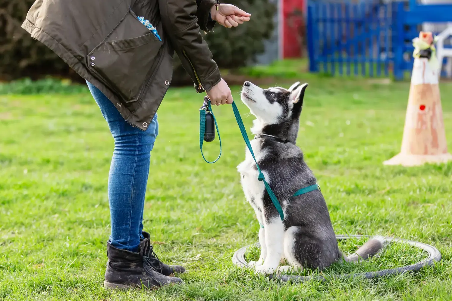 dog-training-basics-for-beginners