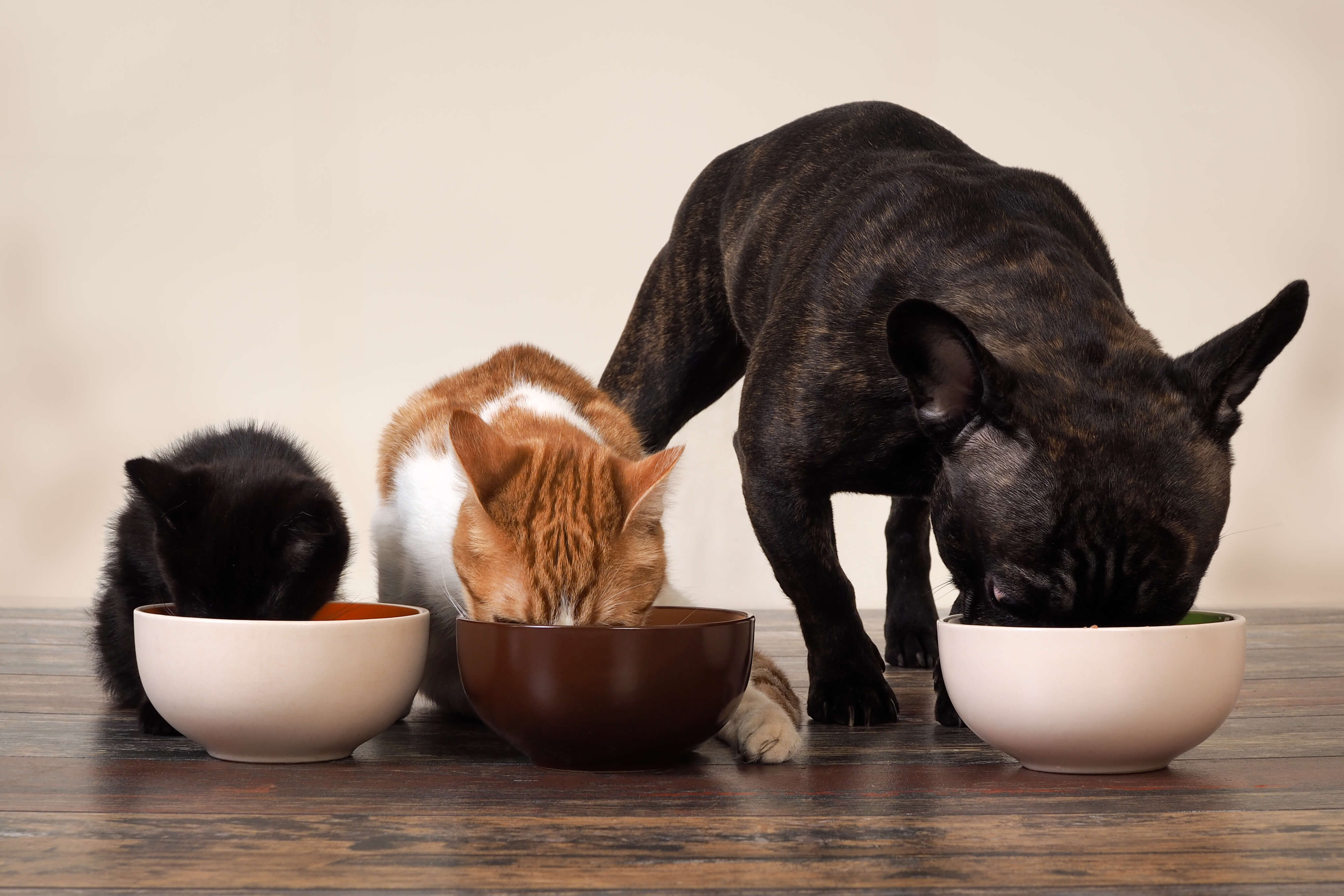 is dog food good for cats to eat