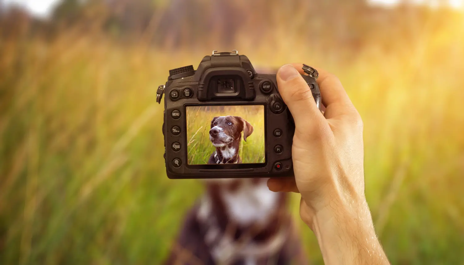 pet-photography-tips