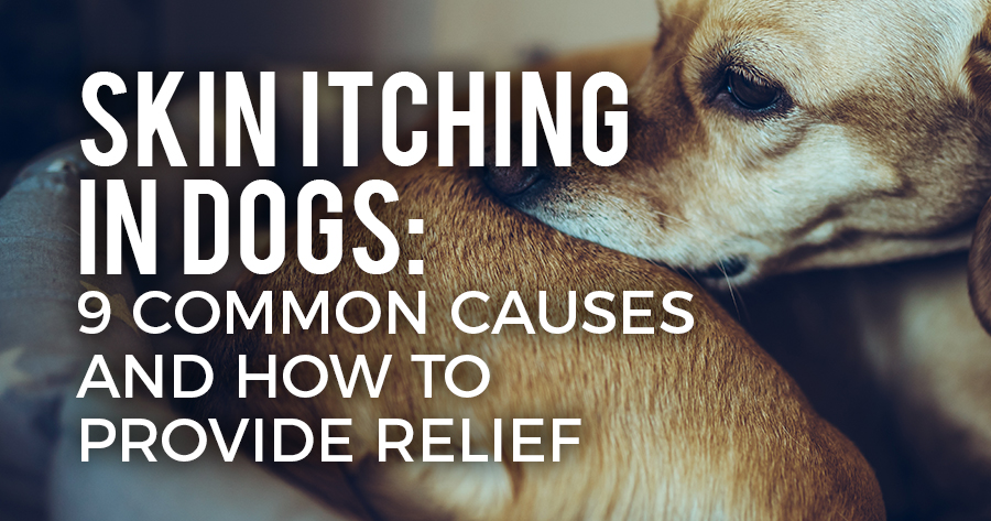 Skin Itching in Dogs 9 Common Causes and How to Provide