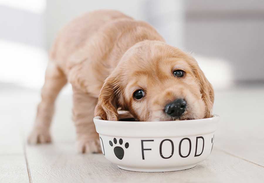 which dog food is the best for puppies