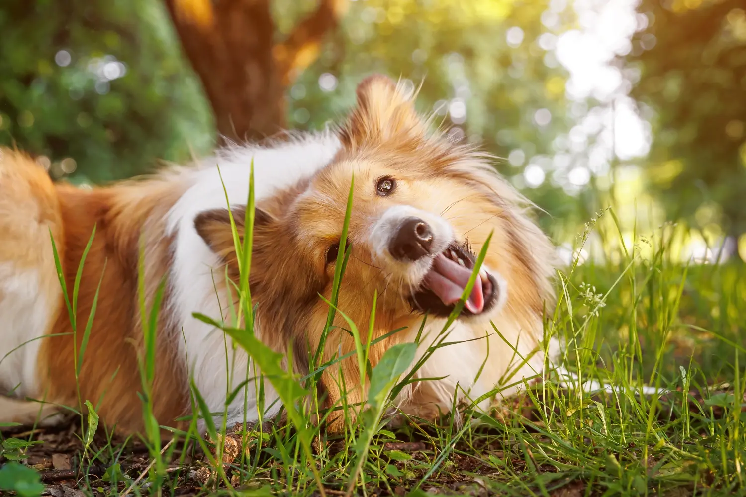 dog-eating-grass